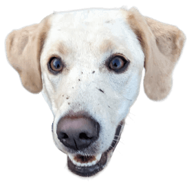 A cut out of a pale yellow labrador with mud splatters on her face.