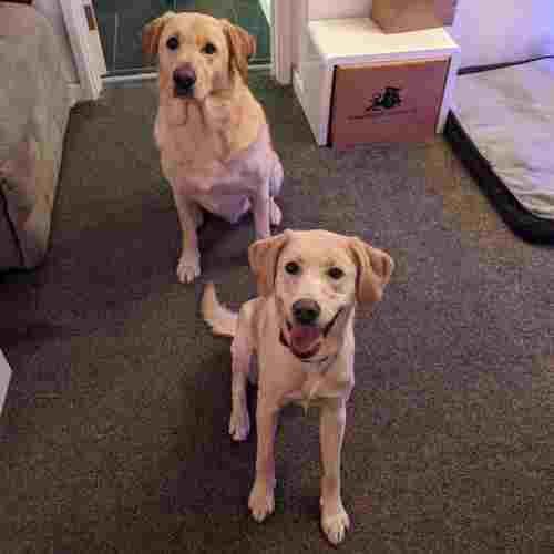 Two labradors sit together, both sit waiting for a treat, the young one which is sat closest is smiling widely.