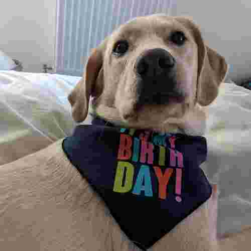 Labrador is led on a white duvet, she wears a dark blue neck bandana that says 'It's my birthday'