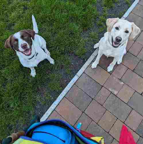 Two dogs sit together outside, one is a white and brown Spanador and the other is a blonde labrador. They are both sitting waiting for a treat.