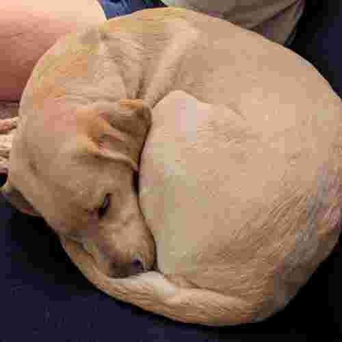 Labrador curled up sleeping, looks like a pastry.