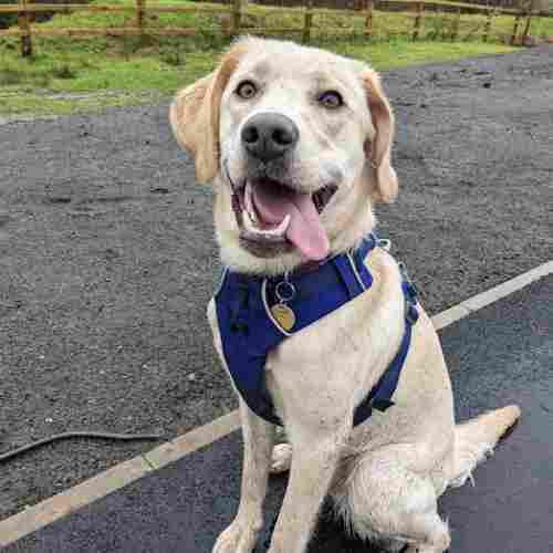 Labrador wearing a blue harness sits side on, looking towards the camera with a huge floppy tongue hanging out the side of her mouth.