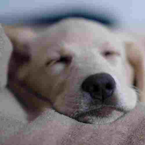 Close up the face of a sleeping labrador puppy, only her nose and muzzle are in focus.