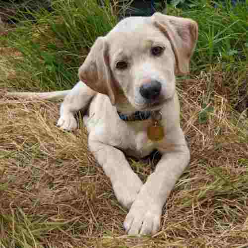 Labrador puppy lying on grass, her front paws slightly crossed and her head is tilted to the left.