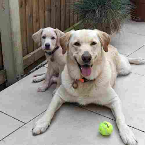 Two yellow labradors together, one is a fully grown male, led down smiling widely with a ball between his legs, the other is a small puppy sat peaking out from behind the male.
