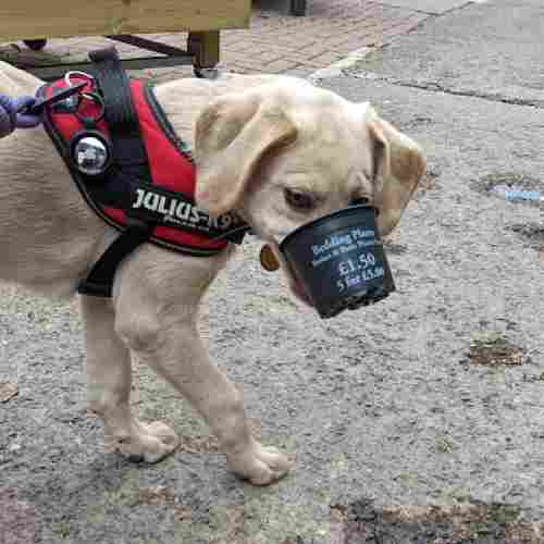 Labrador puppy wearing a red harness at a garden centre, she has a small garden pot in her mouth which covers most of her face
