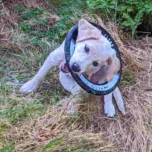 Labrador puppy sits on grass with a frisbee caught around her head and in her mouth