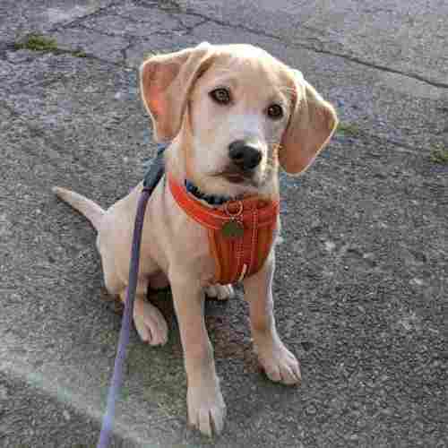 Small labrador puppy wearing an orange harness, her head is tilted as she is backlit with sunlight.