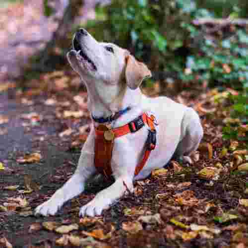 Young labrador sits to the side amongst autumnal golden leaves, looking up with her mouth slightly open, waiting for a treat.