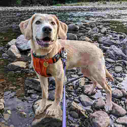 Young labrador stands proudly on small rocks with a river in the background.