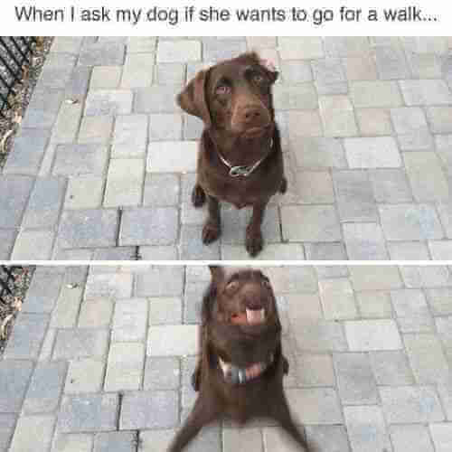 When I ask my dog if she wants to go for a walk, first picture is a calm sitting dog, the second picture is a blurry dog going crazy.